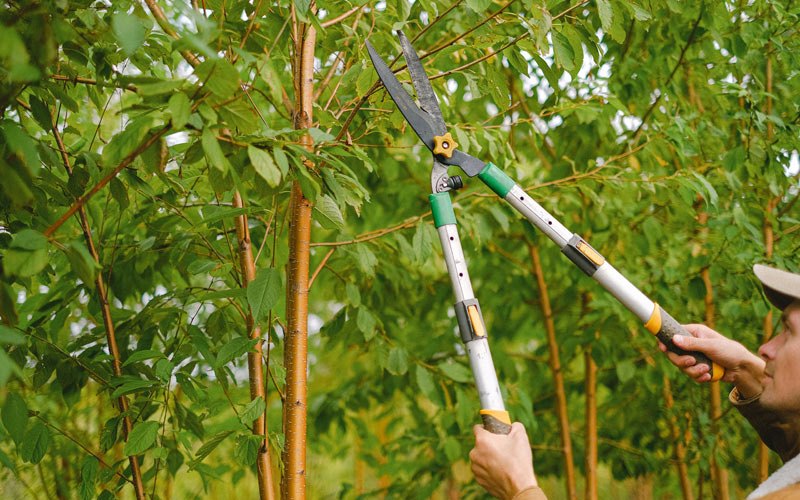Tree trimming in Grass Range, MT
