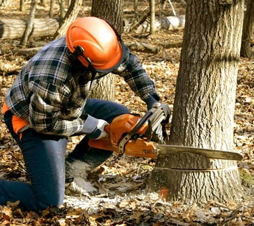 Tree Removal in Grass Range, MT